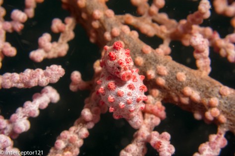 Pygmy Seahorse 1.5 cm