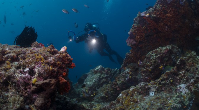 Sony RX100 – Summary of Underwater Video Performance