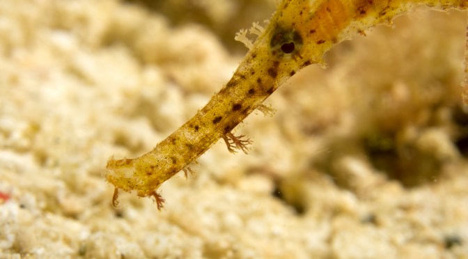 Underwater Video Tips: Choosing a Close Up Lens for a Compact Camera