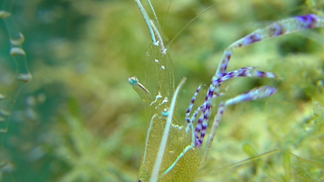 Pedersen Shrimp with two stacked UCL165AD and intelligent zoom 7.5x The frame height is less than 1cm