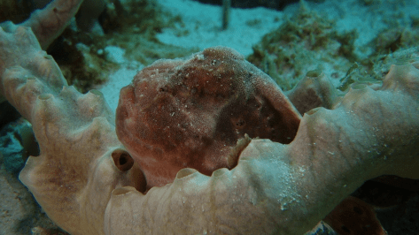 Frogfish at f/11