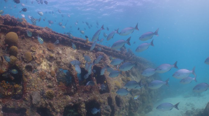 Barbados: First Sony RX100 Mark II Feature