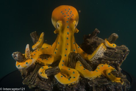 Octopus at 28mm