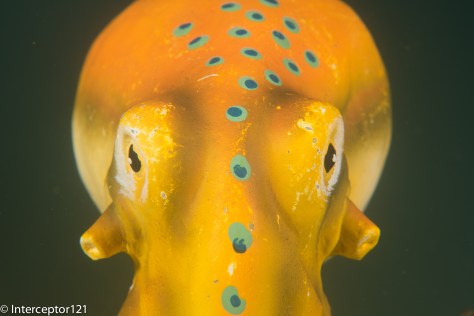 Octopus single diopter