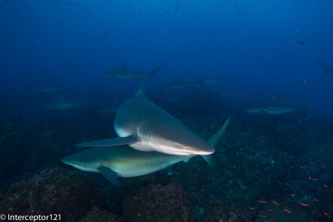 Galapagos Shark Watching me