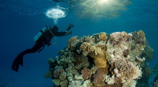 Underwater Photography Workshops – My Tips