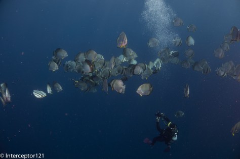 Shooting Batfish Below