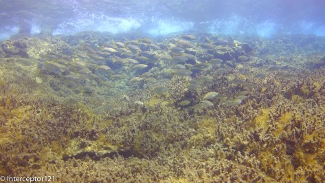 Schooling Fish 100 fov