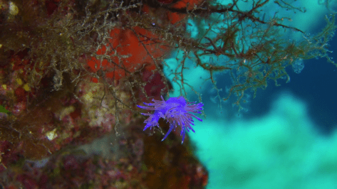 Nudibranch