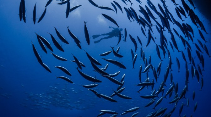 RED SEA 2020 UNDERWATER IMAGE MAKERS LIVEABOARD