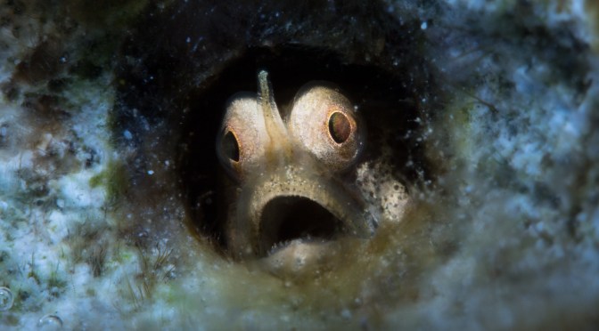 Focussing Techniques for Video – Part II Auto Focus Settings