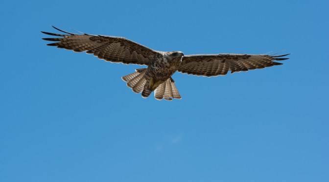 Autofocus Systems for Underwater Photography