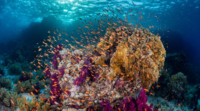 Challenges of high dynamic range underwater scenes