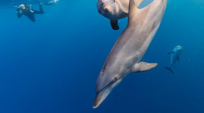 Few videos from the Red Sea Image Makers Trip