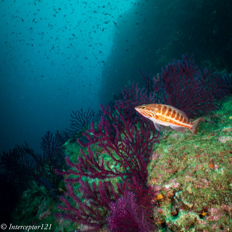 Vedetta | Interceptor121 Photography & Video Workshops