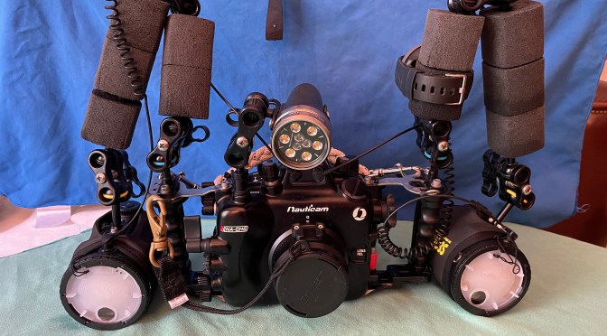 Panasonic GH7 Review for Underwater Photography – Autofocus